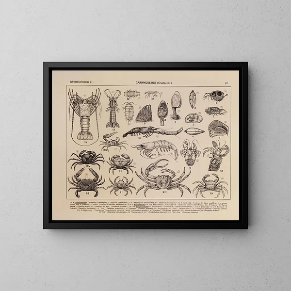 Atlas de la faune du Brésil Pl04 - Rodolpho von Ihering — ingelijst kunstwerk aan de muur