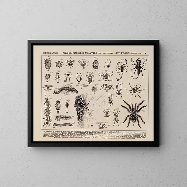 Atlas van de fauna van Brazilië Pl05 - Rodolpho von Ihering — ingelijst kunstwerk aan de muur