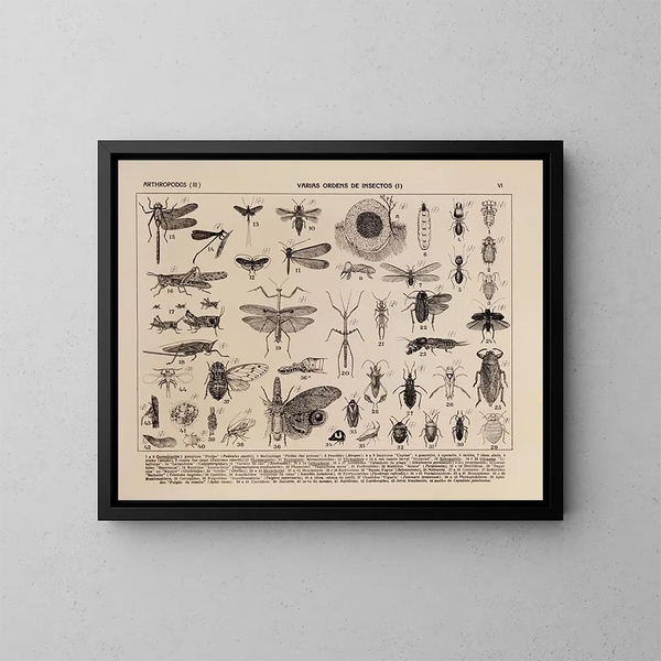 Atlas de de fauna van Brazilië Pl06 - Rodolpho von Ihering — ingelijst kunstwerk aan de muur