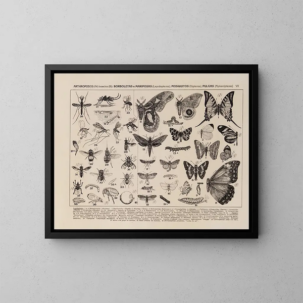 Atlas de de fauna van Brazilië Pl07 - Rodolpho von Ihering — ingelijst kunstwerk aan de muur