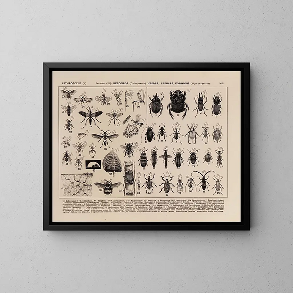 Atlas van de fauna van Brazilië Pl08 - Rodolpho von Ihering — ingelijst kunstwerk aan de muur