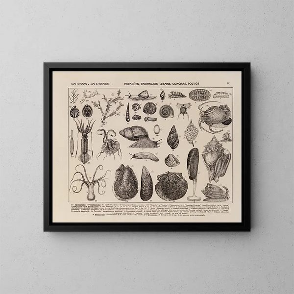 Atlas de la faune du Brésil Pl09 - Rodolpho von Ihering — ingelijst kunstwerk aan de muur