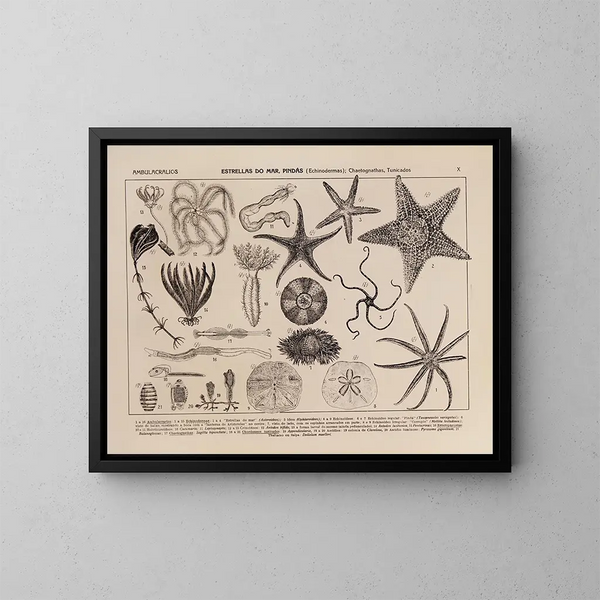 Atlas de de fauna van Brazilië Pl10 - Rodolpho von Ihering — ingelijst kunstwerk aan de muur