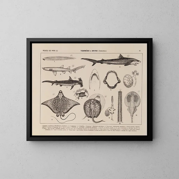 Atlas van de fauna van Brazilië Pl11 - Rodolpho von Ihering — ingelijst kunstwerk aan de muur