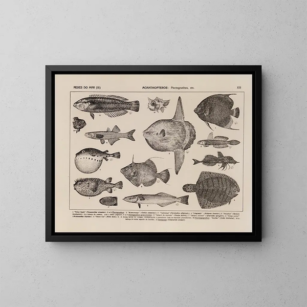 Atlas van de fauna van Brazilië Pl13 - Rodolpho von Ihering — ingelijst kunstwerk aan de muur