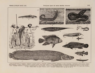 Rodolpho von Ihering - Atlas da Fauna do Brasil Pl17.webp