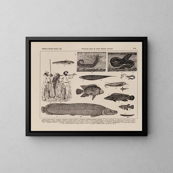 Atlas de de fauna van Brazilië Pl17 - Rodolpho von Ihering — ingelijst kunstwerk aan de muur