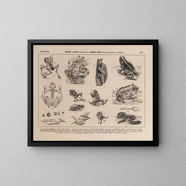 Atlas van de fauna van Brazilië Pl18 - Rodolpho von Ihering — ingelijst kunstwerk aan de muur