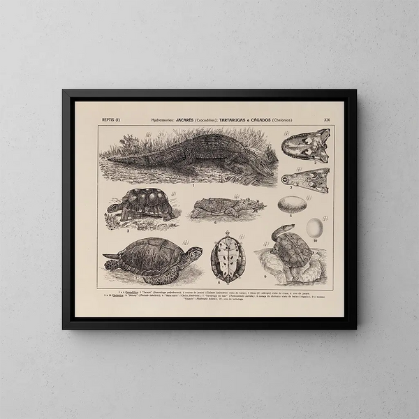 Atlas de la faune du Brésil Pl19 - Rodolpho von Ihering — ingelijst kunstwerk aan de muur