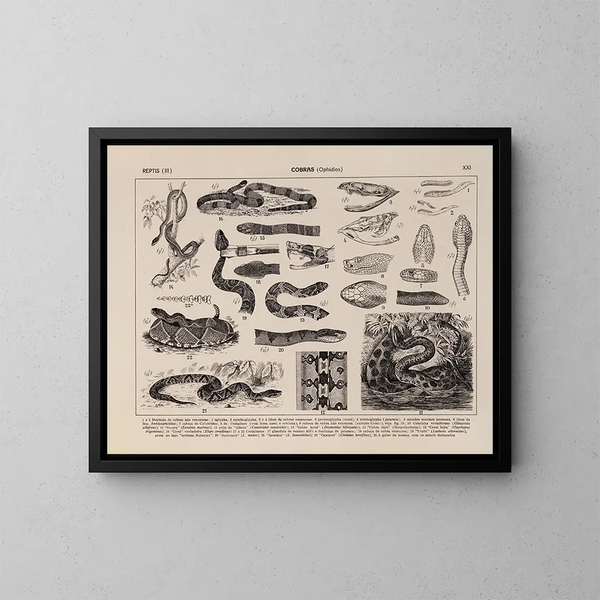 Atlas de de fauna van Brazilië Pl21 - Rodolpho von Ihering — ingelijst kunstwerk aan de muur