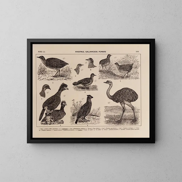 Atlas de de fauna van Brazilië Pl22 - Rodolpho von Ihering — ingelijst kunstwerk aan de muur
