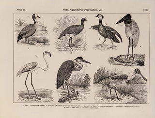 Rodolpho von Ihering - Atlas da Fauna do Brasil Pl23.webp