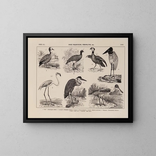 Rodolpho von Ihering - Atlas da Fauna do Brasil Pl23.webp