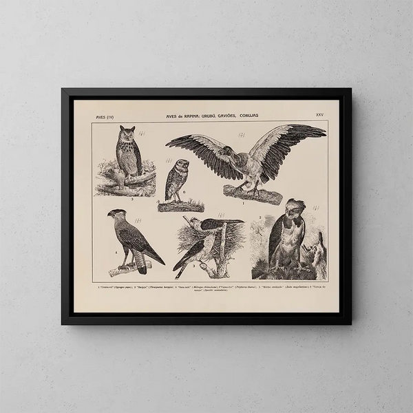 Atlas van de fauna van Brazilië Pl25 - Rodolpho von Ihering — ingelijst kunstwerk aan de muur