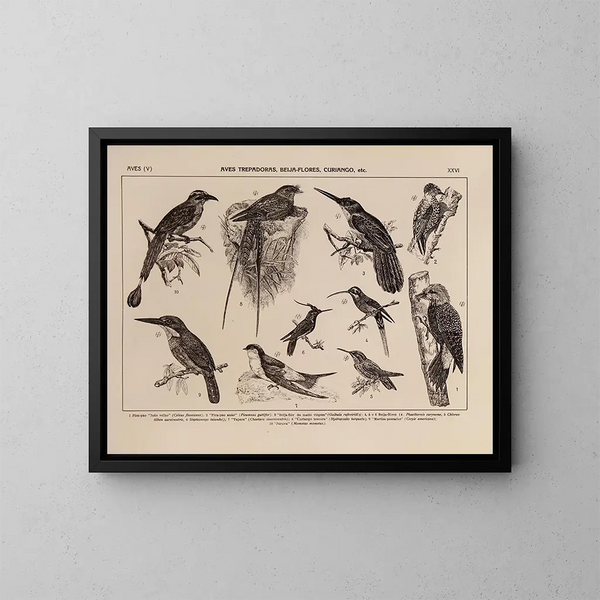 Atlas de la faune du Brésil Pl26 - Rodolpho von Ihering — ingelijst kunstwerk aan de muur