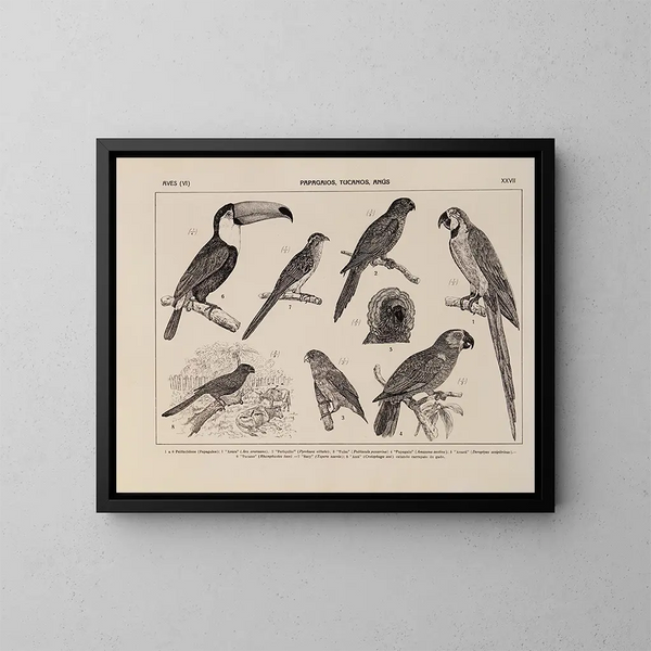 Atlas de de fauna van Brazilië Pl27 - Rodolpho von Ihering — ingelijst kunstwerk aan de muur