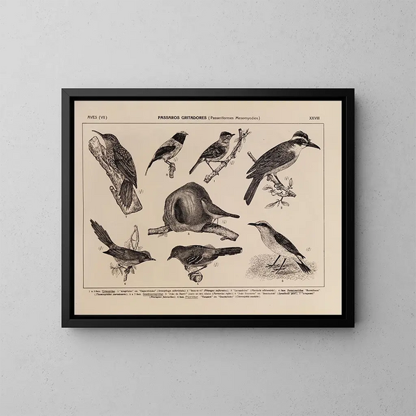 Atlas de la faune du Brésil Pl28 - Rodolpho von Ihering — ingelijst kunstwerk aan de muur