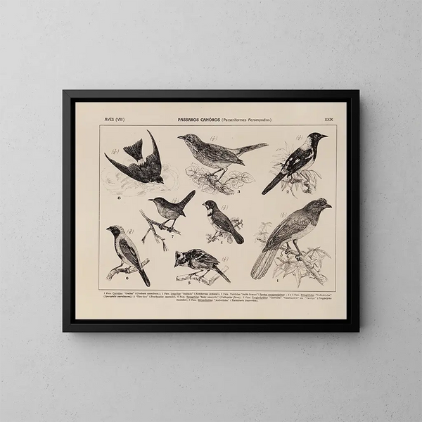 Atlas de de fauna van Brazilië Pl29 - Rodolpho von Ihering — ingelijst kunstwerk aan de muur