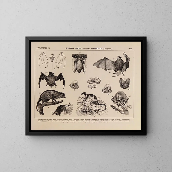 Atlas de de fauna van Brazilië Pl30 - Rodolpho von Ihering — ingelijst kunstwerk aan de muur
