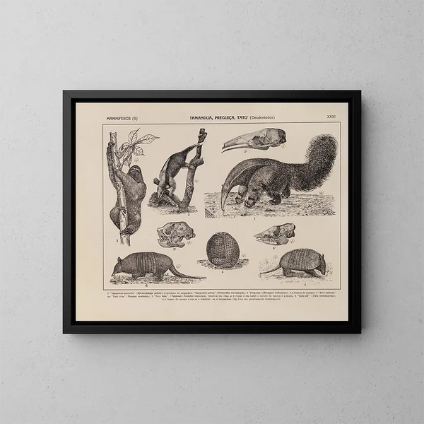 Atlas de la faune du Brésil Pl31 - Rodolpho von Ihering — ingelijst kunstwerk aan de muur