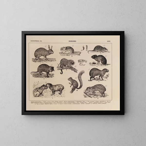 Atlas van de fauna van Brazilië Pl32 - Rodolpho von Ihering — ingelijst kunstwerk aan de muur