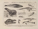 Atlas van de fauna van Brazilië Pl33 - Rodolpho von Ihering — weergave van het kunstwerk