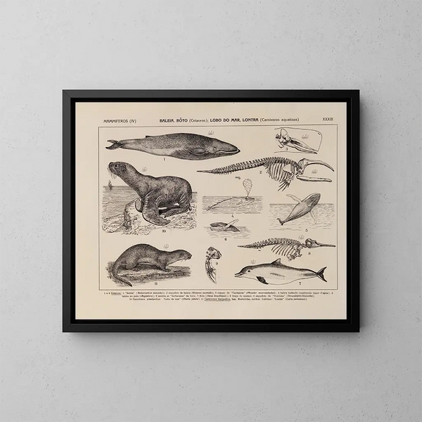 Atlas van de fauna van Brazilië Pl33 - Rodolpho von Ihering — ingelijst kunstwerk aan de muur