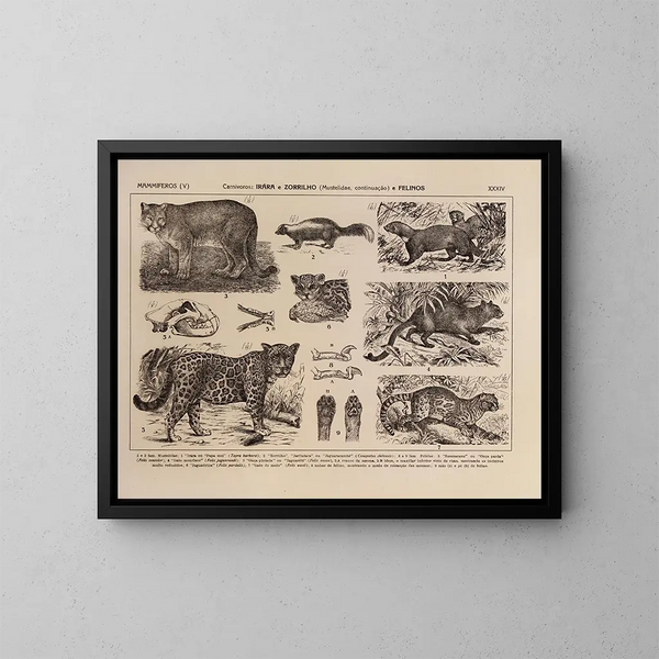 Atlas van de fauna van Brazilië Pl34 - Rodolpho von Ihering — ingelijst kunstwerk aan de muur