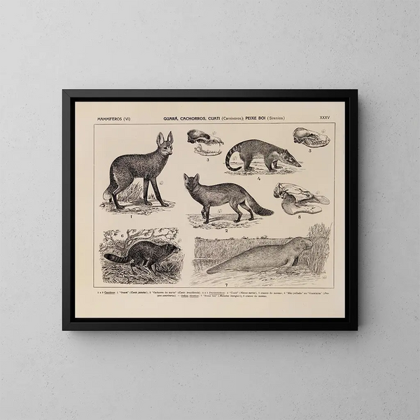 Atlas de la faune du Brésil Pl35 - Rodolpho von Ihering — ingelijst kunstwerk aan de muur