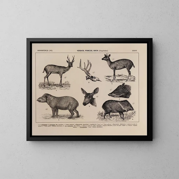 Atlas van de fauna van Brazilië Pl36 - Rodolpho von Ihering — ingelijst kunstwerk aan de muur
