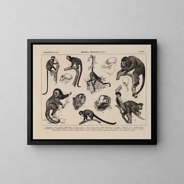 Atlas van de fauna van Brazilië Pl37 - Rodolpho von Ihering — ingelijst kunstwerk aan de muur