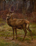 Hert in een herfstlandschap - Rosa Bonheur — weergave van het kunstwerk