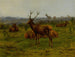 De monarch van de kudde - Rosa Bonheur — weergave van het kunstwerk