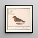 Roodborstje Erithacus rubecula - Anselmus Botius de Boodt — ingelijst kunstwerk aan de muur