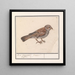 Rousserolle effarvatte Emberiza schoeniclus - Anselmus Botius de Boodt — ingelijst kunstwerk aan de muur