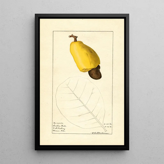 Royal Charles Steadman - Anacardium occidentale.webp