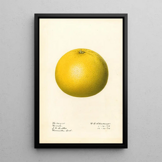 Royal Charles Steadman - Citrus paradisi Marsh.webp