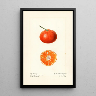 Royal Charles Steadman - Citrus reticulata Dancy.webp