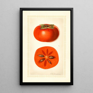 Royal Charles Steadman - Diospyros Fuyu.webp