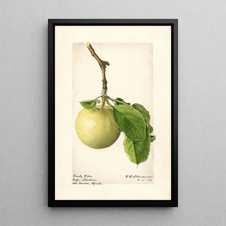 Royal Charles Steadman - Malus domestica Early Ripe.webp