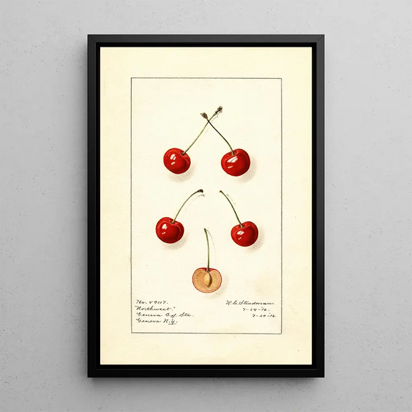 Royal Charles Steadman - Prunus avium Northwest.webp