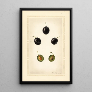 Royal Charles Steadman - Prunus domestica Mackinan.webp