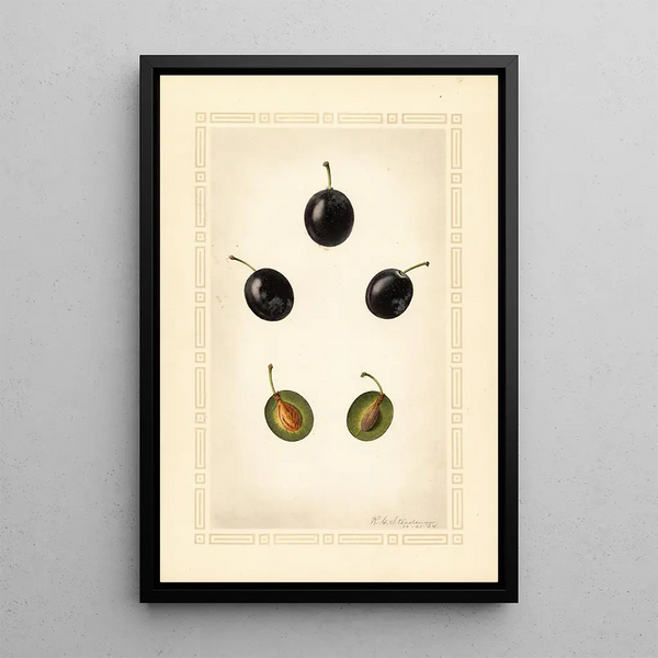 Royal Charles Steadman - Prunus domestica Mackinan.webp