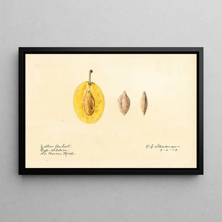 Royal Charles Steadman - Prunus domestica Yellow Aubert.webp