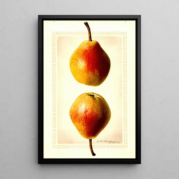 Royal Charles Steadman - Pyrus communis Clapps Favorite.webp