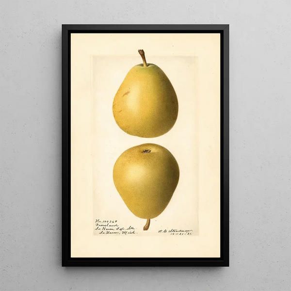 Royal Charles Steadman - Pyrus communis Groveland.webp