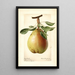 Pyrus communis King Karl - Royal Charles Steadman - Royal Charles Steadman — framed artwork on a wall