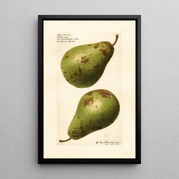 Royal Charles Steadman - Pyrus communis P.webp