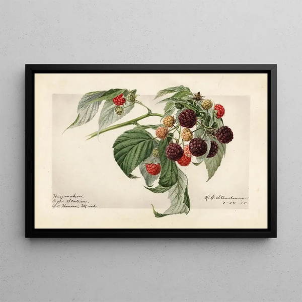 Rubus Haymaker - Royal Charles Steadman — ingelijst kunstwerk aan de muur