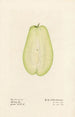 Sechium edule - Royal Charles Steadman - Royal Charles Steadman — weergave van het kunstwerk